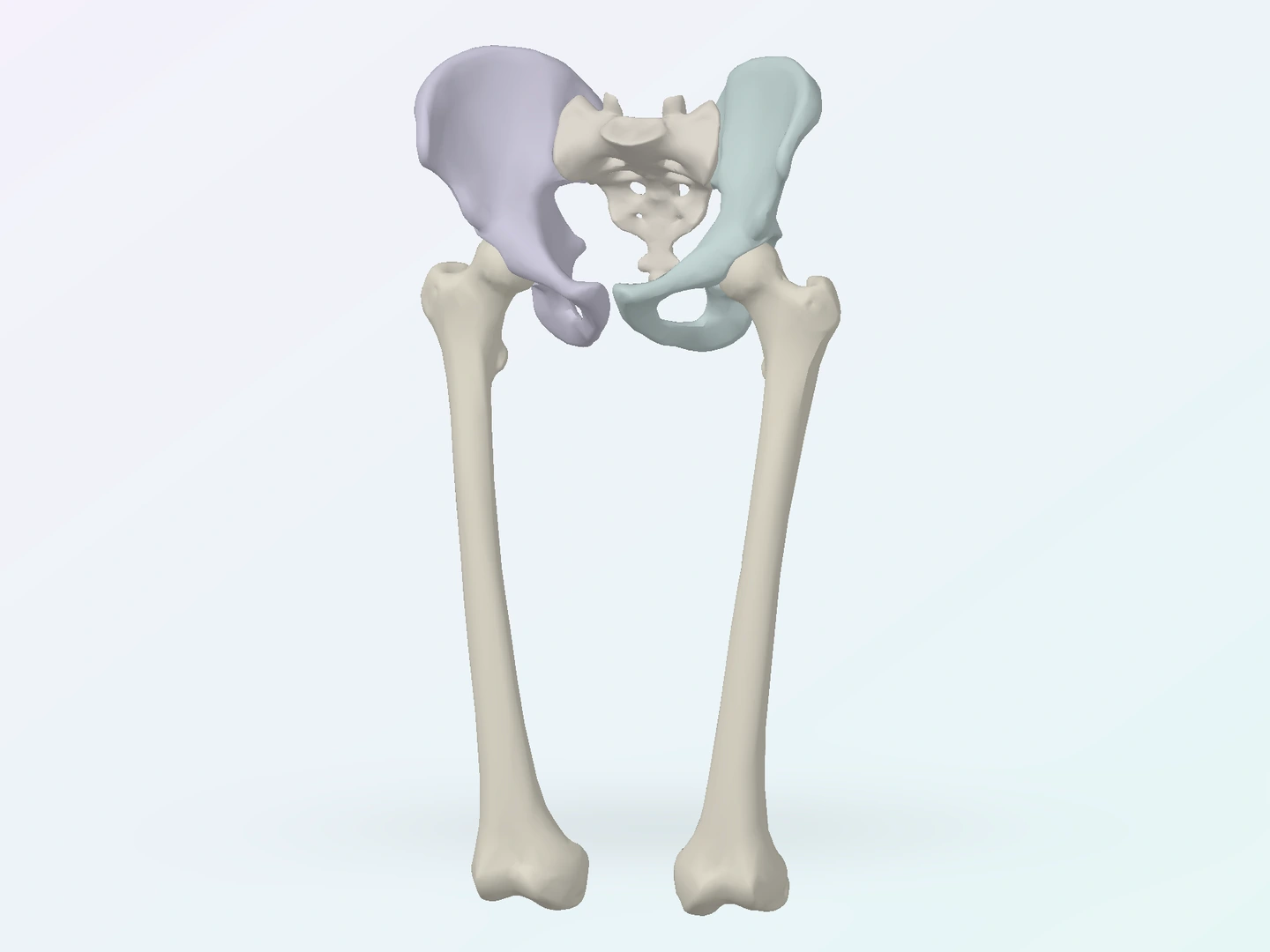 Adapted BodyParts3D source geometry